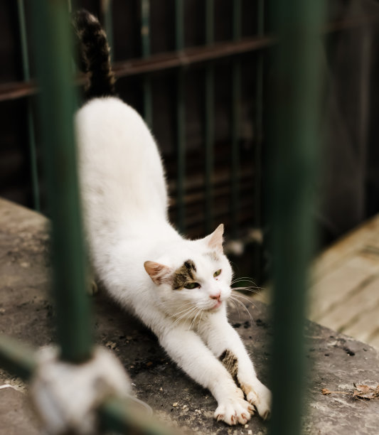 猫在街上舒展着放松图片下载