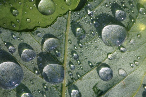 雨滴落在绿叶上。图片下载