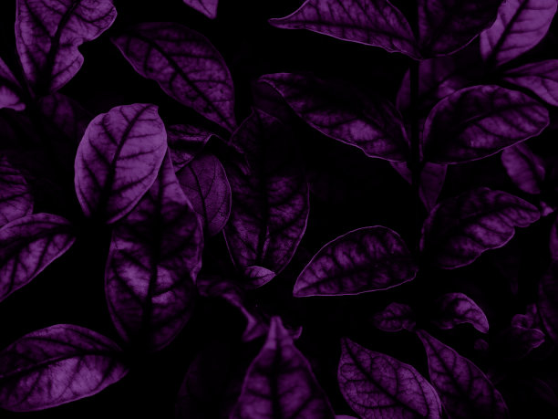 美丽抽象的颜色蓝色和紫色的花在黑色的背景和粉红色的图形粉红色的花框架和粉红色的叶子纹理，紫色的背景，彩色的图形横幅，黑色的背景图片下载