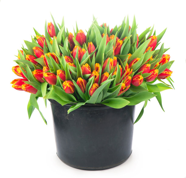 一束孤立在白色背景上的郁金香图片下载