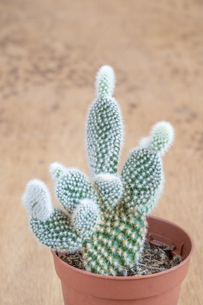小仙人掌种在花盆里的木桌上图片下载