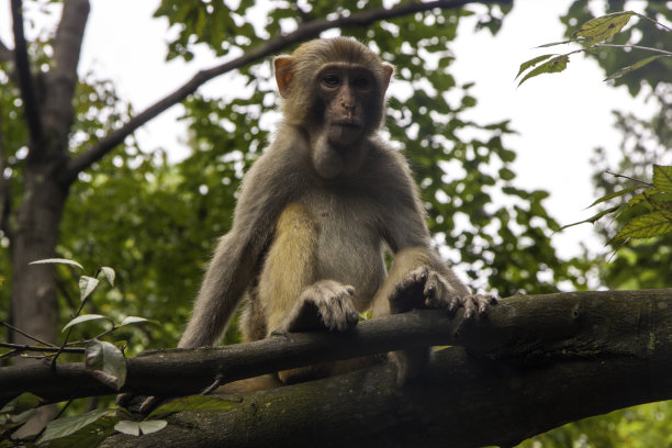 猴子图片下载