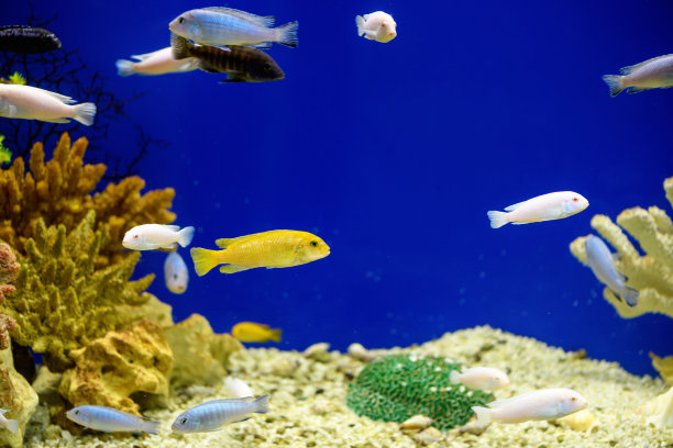 在一个美丽的鱼缸里的慈鲷鱼与蓝色的背景。Aqua柱身图片下载