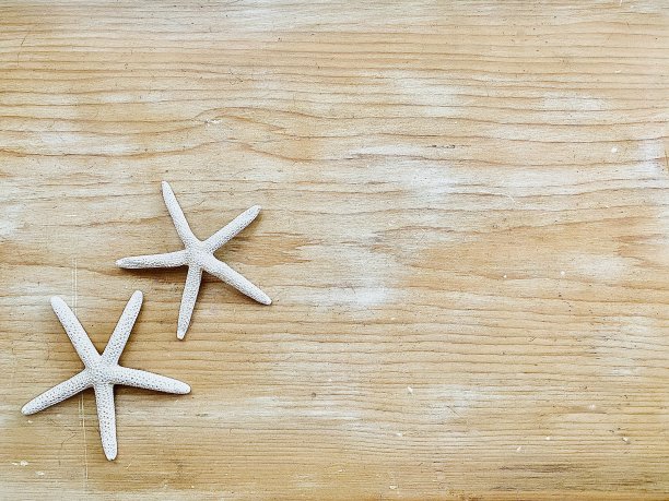 海星在沙木背景图片下载