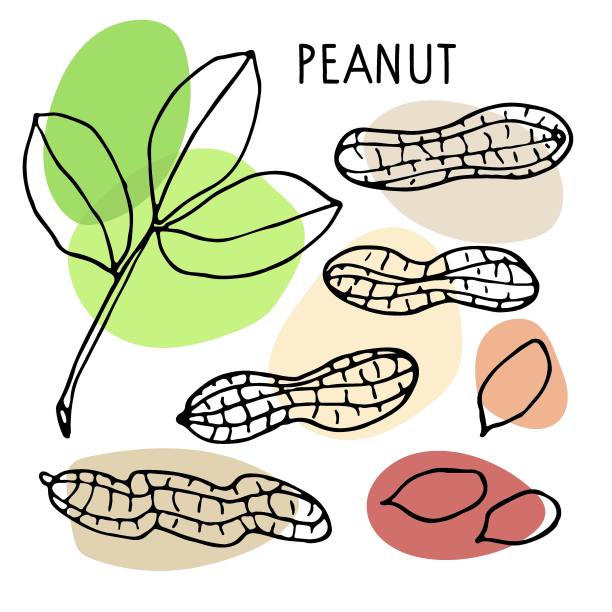 花生。手绘矢量坚果，坚果仁，花生文字。带彩色斑点的素描。有机，新鲜烹饪，健康饮食成分。花生。用于标签模板、包装、农贸市场标志。图片下载
