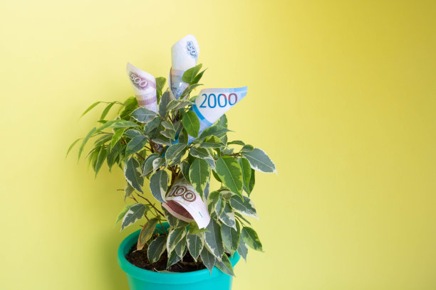 卢布纸币躺在黄色背景的绿色无花果树上。货币增长的概念图片下载
