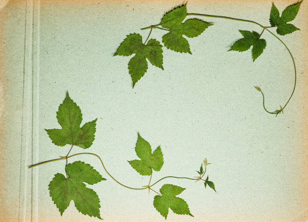 旧相册里的一页。剪贴簿元素装饰的叶子，花和花瓣花。贺卡，请柬和祝贺。用于剪贴簿，问候。图片下载