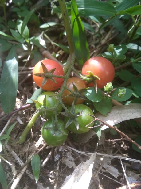 树上有六个西红柿图片下载