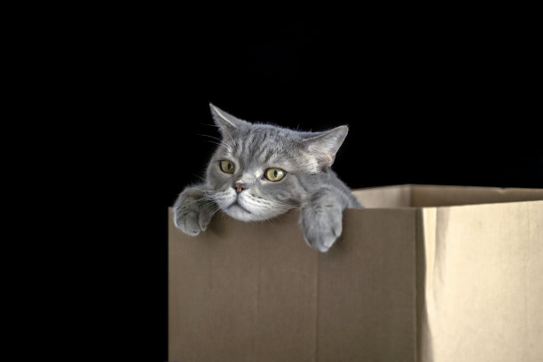 硬纸盒里的英国短毛猫图片下载