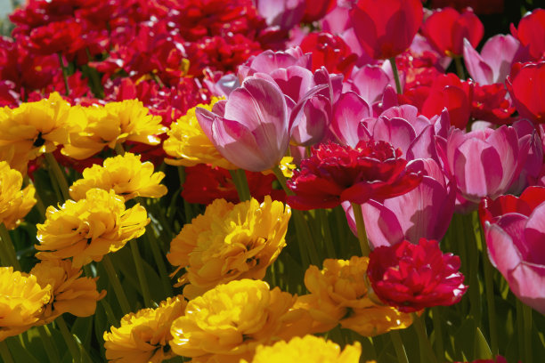 鲜艳的郁金香图片下载