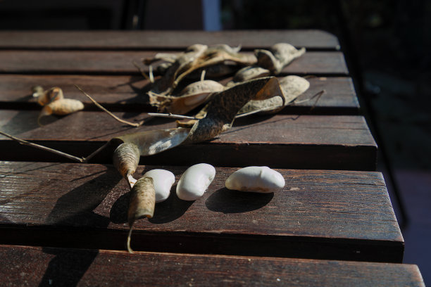 木桌上放着干豆子和豆荚图片下载