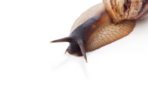 有深色头的网状软骨图片下载