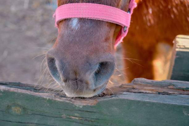 一只非常可爱的设得兰矮种马站在地上图片下载