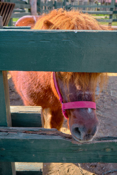 一只非常可爱的设得兰矮种马站在地上图片下载