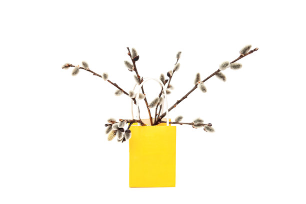 花枝上的柳树在一个黄色的纸袋里孤立着白色图片下载