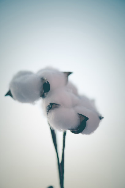 白色的棉花花特写，以天空为背景，调色照片图片下载