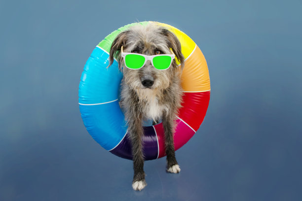 有趣的宠物狗去夏天度假与彩色的戒指充气和太阳镜。孤立在蓝色背景。图片下载