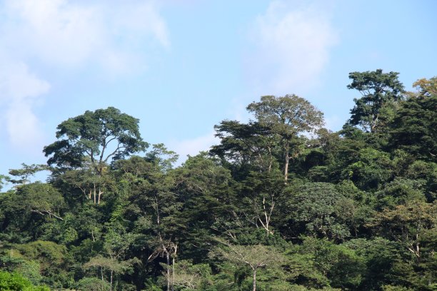 西非多哥Kpalimé附近的热带雨林。图片下载