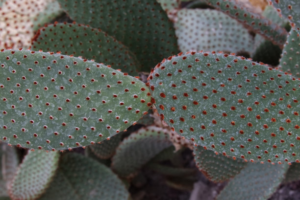 仙人掌图片下载