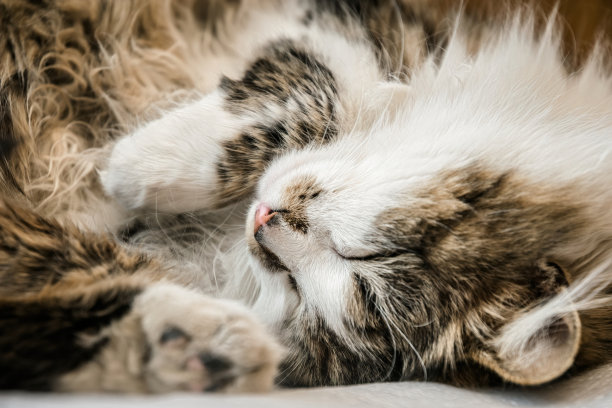 粉红色的鼻子，安静地睡觉的毛茸茸家猫图片下载