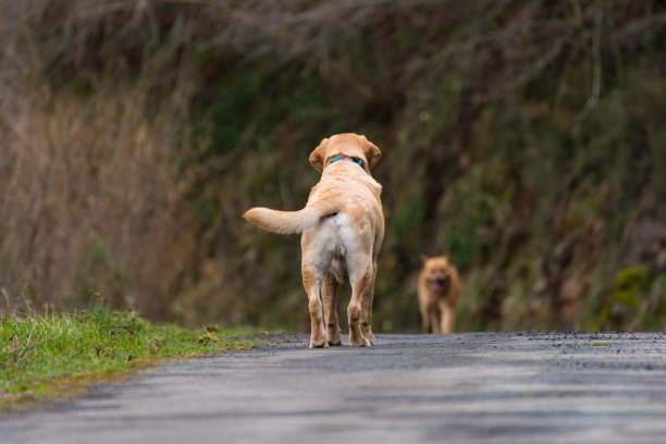 一只狗耐心地等待另一只图片下载