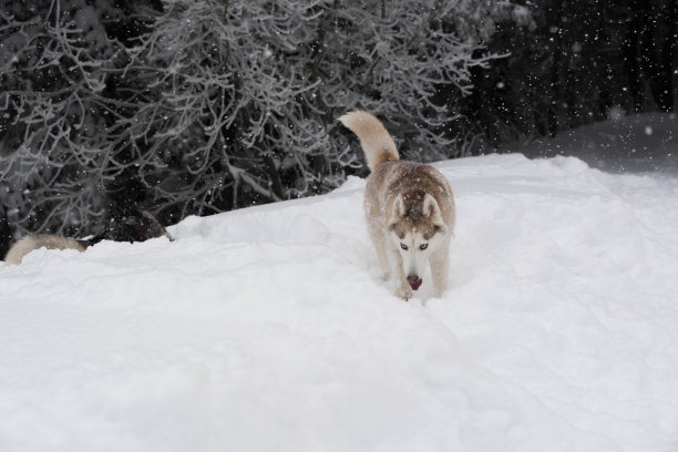 雪中的哈士奇狼图片下载