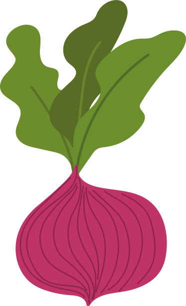 甜菜根新鲜蔬菜孤立图标风格图片下载