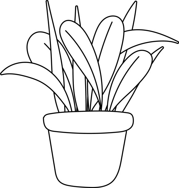 园艺盆栽植物，叶面点缀孤立图片下载