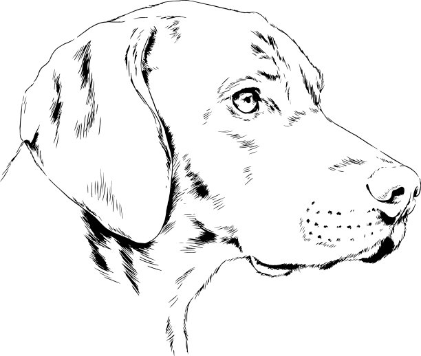 纯种狗画在墨水手图片下载