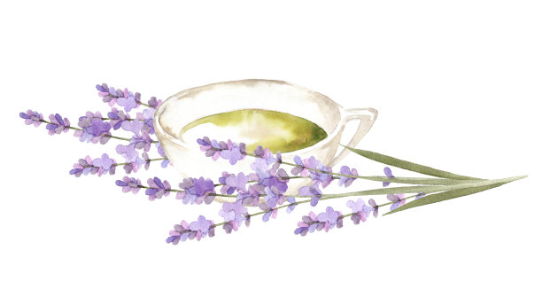 薰衣草茶插图图片下载