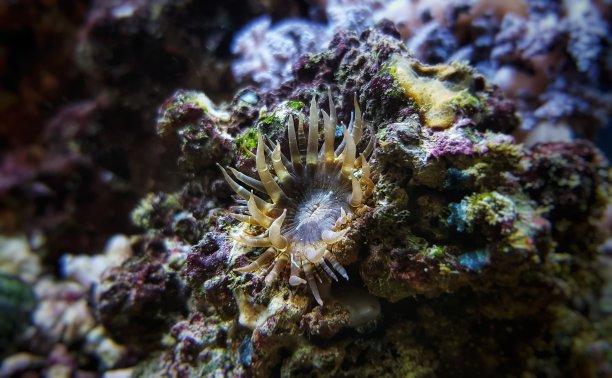 小玻璃海葵是珊瑚礁水族馆里令人讨厌的害虫图片下载