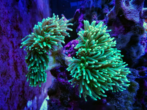 Euphyllia Torch是最美丽的珊瑚礁水族馆水池之一图片下载