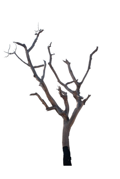 白色背景上的枯树图片下载