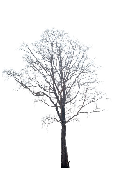 白色背景上的枯树图片下载