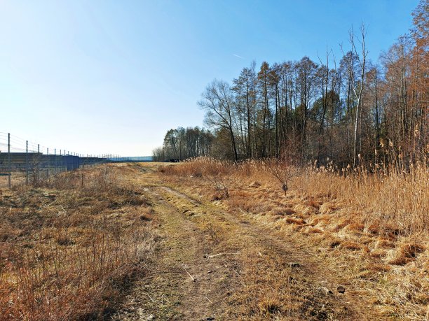 在森林里，大自然图片下载