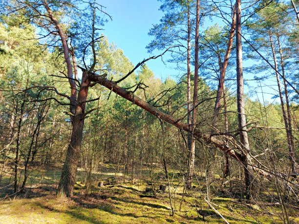 在森林里，大自然图片下载