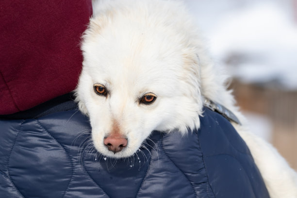 一只白色的小狗躺在一个女人的怀里。后面是一个人，怀里抱着一只动物。一只可怜的流浪狗和一个男人的肖像。与动物。帮助宠物。高质量的照片图片下载