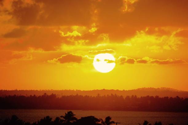 日落干红树林图片下载