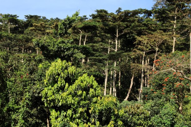 位于西非多哥Kpalimé的热带雨林。图片下载