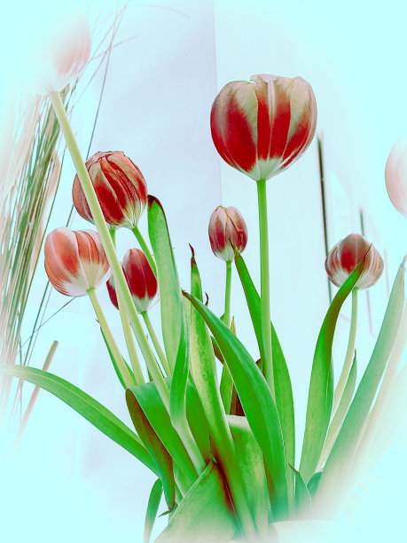 郁金香图片下载