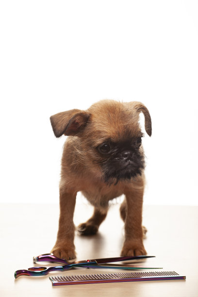 狗的白色背景图像图片下载