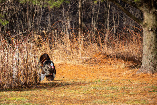 威斯康星州野生火鸡(meleagris gallopavo)在三月的求偶仪式上图片下载