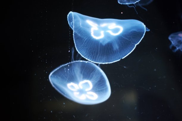 在神秘世界中游泳的水母素材图片