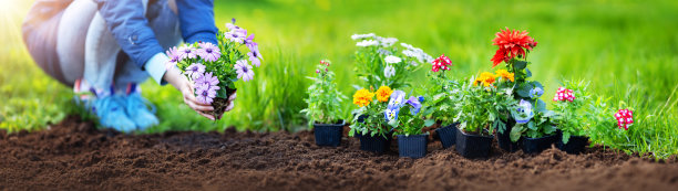 女人用手把幼苗插进黑土里图片下载