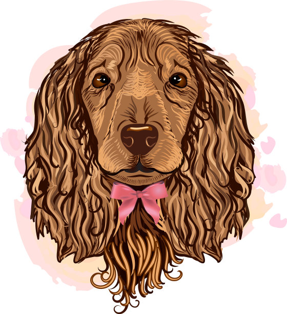 可爱的西班牙猎犬小狗图片下载