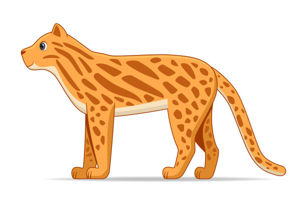 豹猫站在白色的背景上图片下载