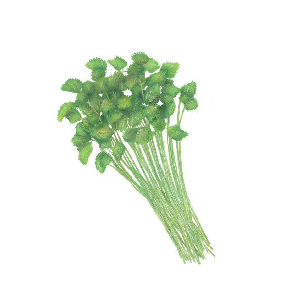 三菱/日本欧芹图片下载