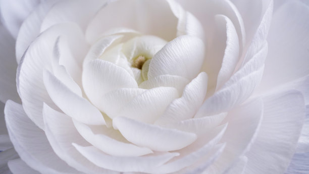 微距照片白色毛茛花蕾特写在灰色的背景。柔软毛茛花瓣的质地。美丽的花朵旗帜。学名为亚洲毛茛属植物。婚礼的明信片。图片下载