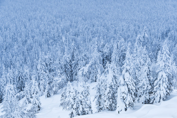 森林茂密的雪。冬季，山坡上覆盖着冰冻的冷杉树图片下载