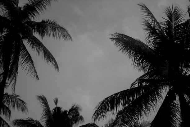 椰子树剪影图片下载